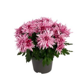 Artistic® Jeff Pink