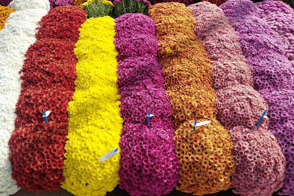 Multiflora in development: targeted breeding for every climate