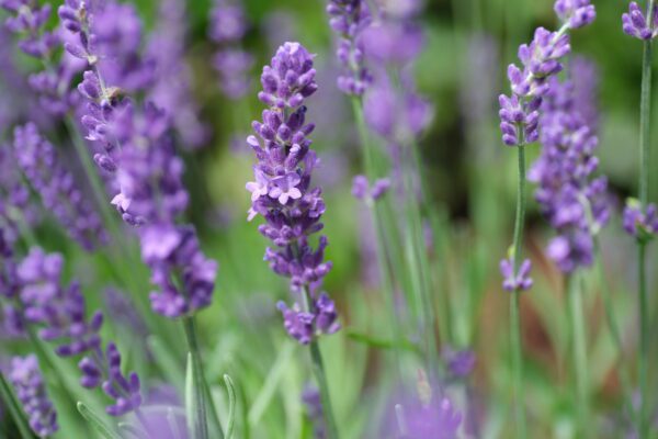 Lavendula Big Time Blue - 04