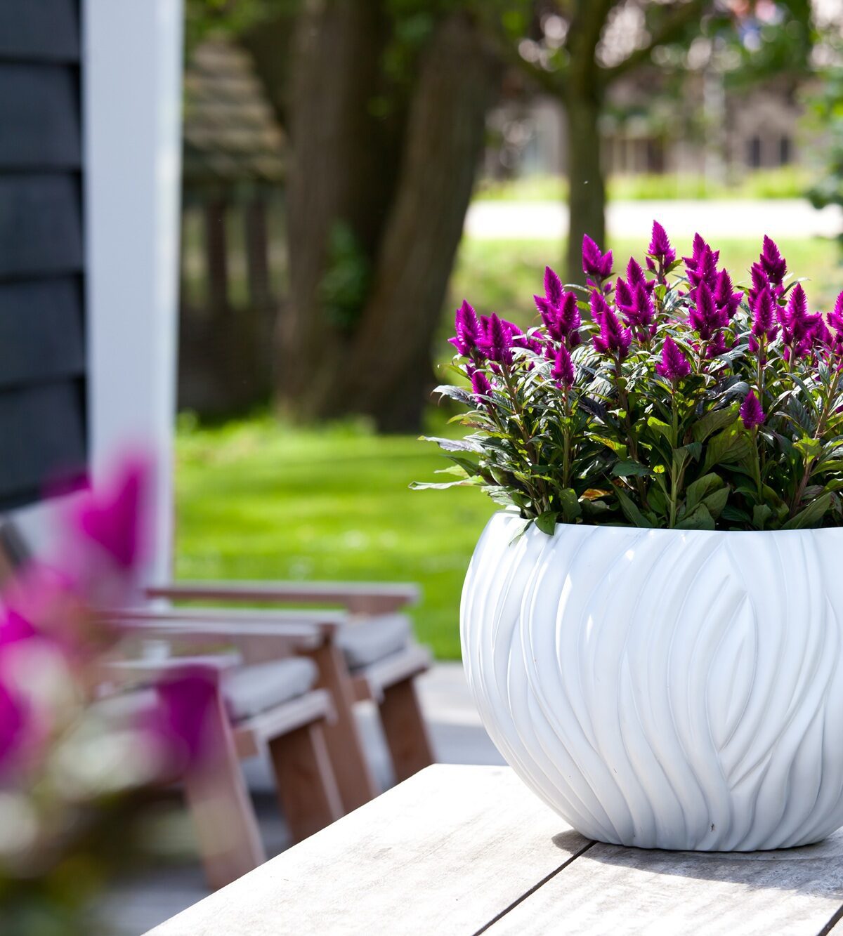 Discover the versatility of Celosia