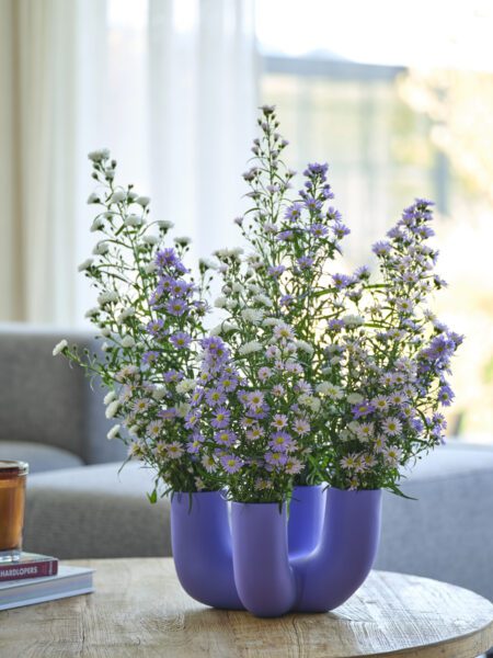 RVZ-Asters-2413