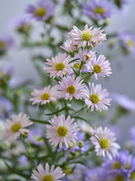 RVZ-Asters-2419