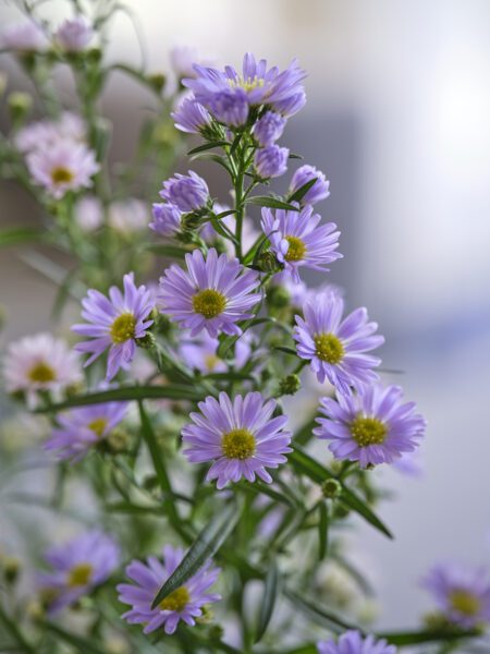 RVZ-Asters-2422