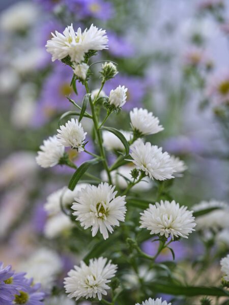 RVZ-Asters-2423