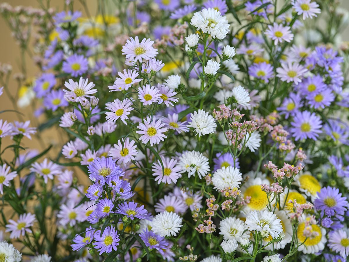 Aster: the steady favorite of Summer