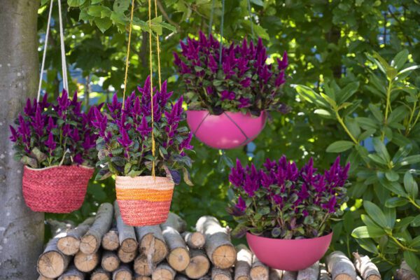 RVZ_Celosia_1.Enjoy 1o.Pre