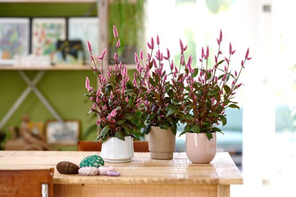 RVZ_celosia_EP15-0055-04_Preview