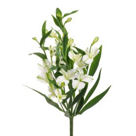 Charmelia® Alba
