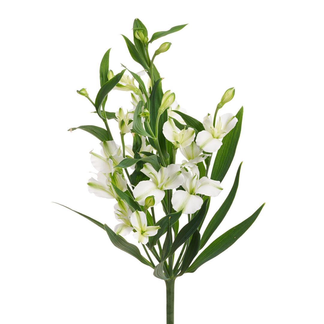 Charmelia® Alba