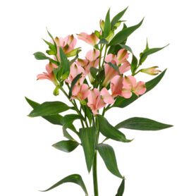 Charmelia® Apricot