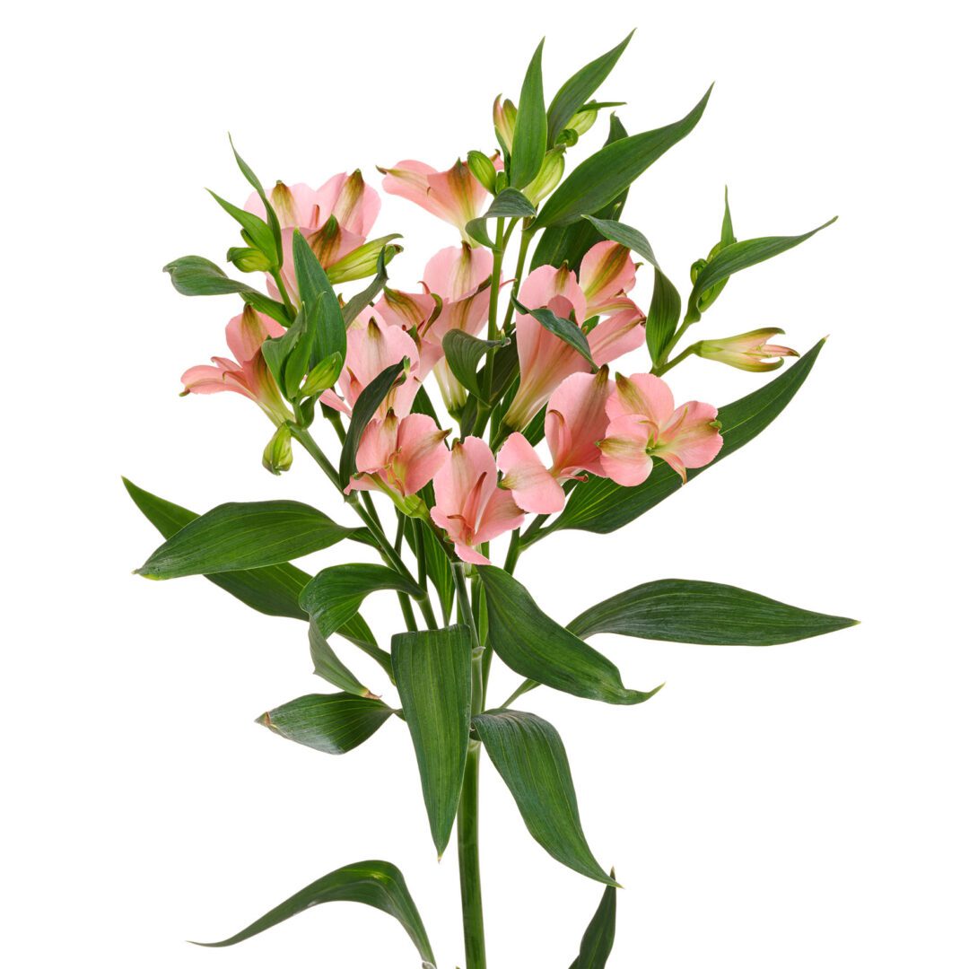 Charmelia® Apricot