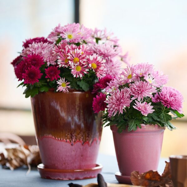 Coupe_Royal_Pink_square
