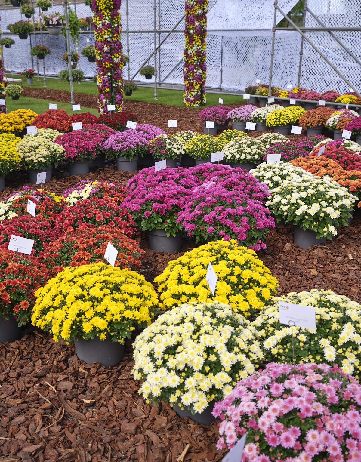 Multiflora: one range, endless possibilities