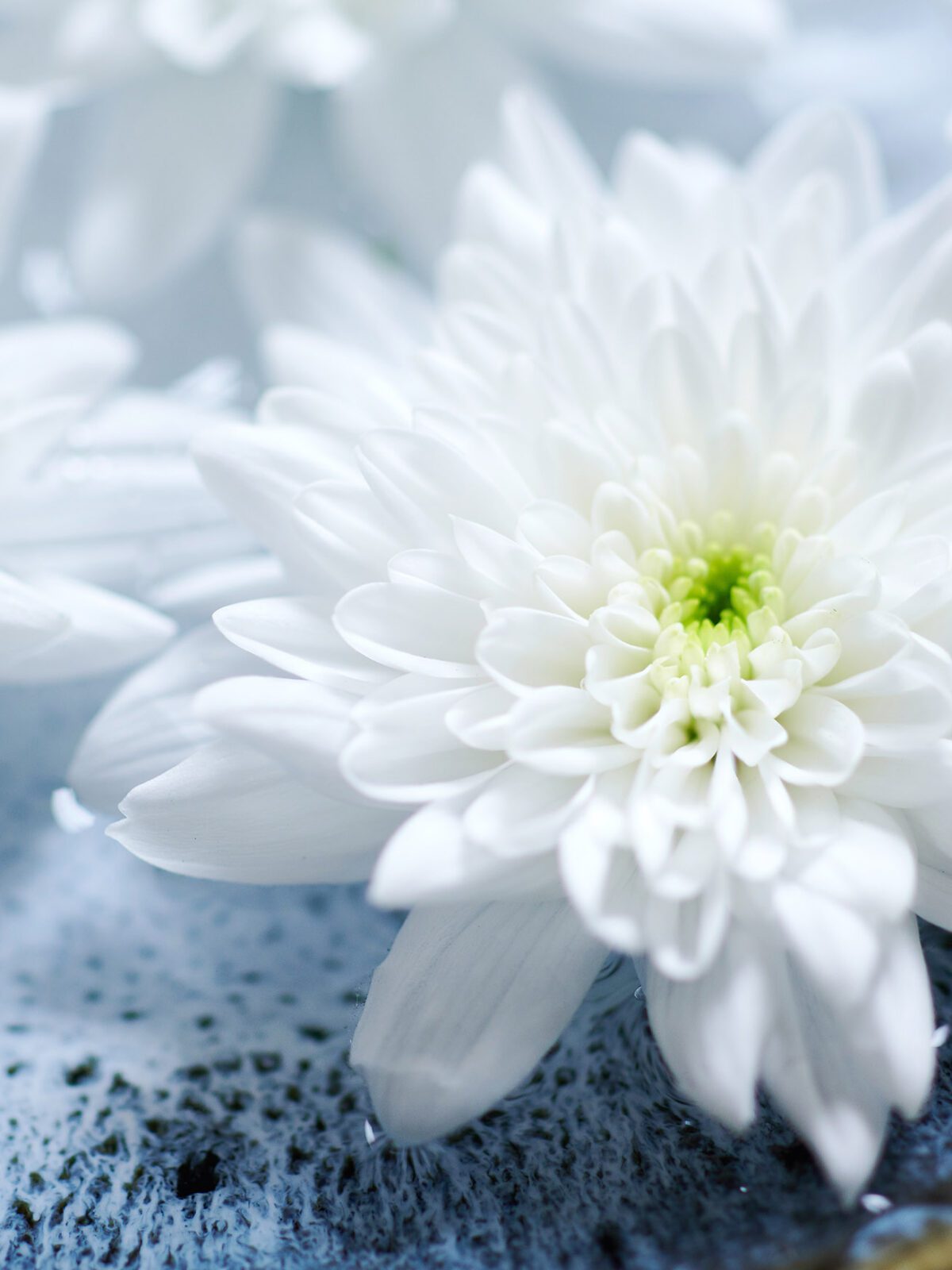 Meet the Grower | Huisman Chrysanten