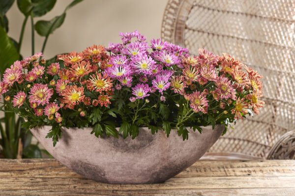 Chry-Sollinea-Mix-Voorjaar-sfeer-1h