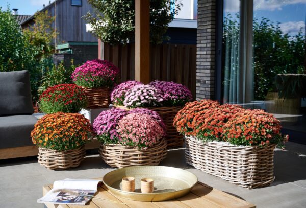 Indian Summer Garden